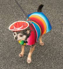 Serving the needs of dogs and cats of all. Cinco De Mayo Fiesta 2021 Greater Florence Habitat For Humanity