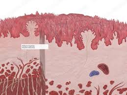 Image result for Filiform Papillae