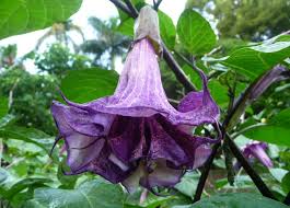 Macam macam bunga sering dipakai untuk menghias kebun, taman dan tempat lain. Daftar Tanaman Obat Lengkap Beserta Gambar Dan Khasiatnya Bibitbunga Com