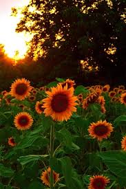 Find the best sunflower wallpapers on getwallpapers. Sunflowers Field At Sunset 750x1334 Iphone 8 7 6 6s Wallpaper Background Picture Image