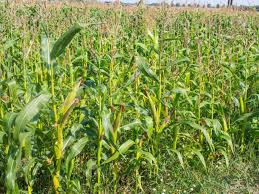 Image result for Zea mays