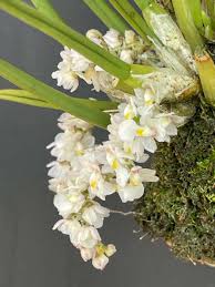 Image result for Polystachya campyloglossa