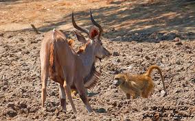 Apakah jenis interaksi dan bentuk interaksi yang berlaku dalam gambarajah di atas. Sains Tahun 4 5 6 Interaksi Antara Haiwan