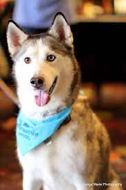 Juno Showing Her Support For The South Florida Siberian Husky Rescue At A Bowling Fundraiser Supporting The R Husky Rescue Siberian Husky Rescue Siberian Husky