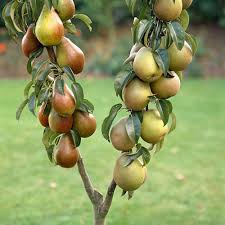 Pods of all these different colors hang at the same time, making the tree spectacular looking. Yougarden Pear Duo Fruit Tree Green Buy Online In Angola At Angola Desertcart Com Productid 115871135