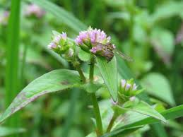 Image result for Persicaria nepalensis