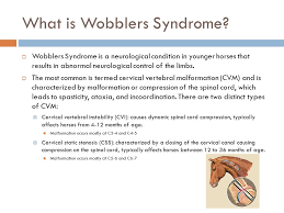 Wobblers Syndrome In Horses Ppt Video Online Download