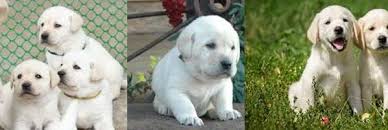 Comes vet checked, up to date on vaccinations and dewormer. Labrador Retreiver Puppy For Sale Bangalorepups