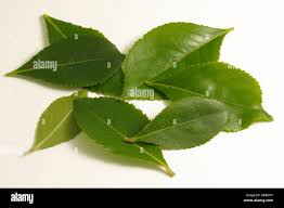 Image result for Catha edulis