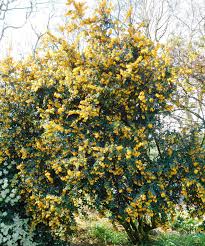 Image result for Berberis darwinii