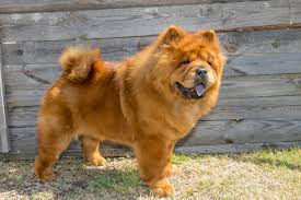 Please, if you cannot accept the breed as is, do not get one. Chow Chow Zooplus Magazine Uk