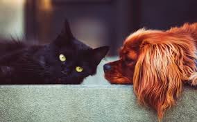 En esta página, defendemos y amamos a los animales, queremos enseñar que no son tan diferentes a. Portada Derecho Animal