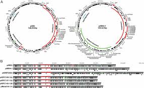 Image result for Striga baumannii