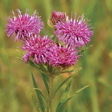 Image result for Vernonia rosenii