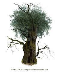Hq Png Stock Tree Man Tree Mystical Forest Spooky Trees