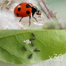 Larve De Coccinelle Plantes Basse Coccilaure X30 Larve Coccinelle Coccinelle Plantes Basses