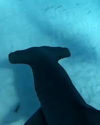 Sharks Video In 2021 Shark Sea Creatures Animal Lover