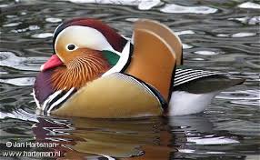 Antique bird print of various birds including the mandarin duck, mallard and wild duck. Mandarin Duck Mandarijneend