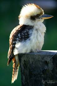 Pin By Barbara On Australia Country Australian Animals Australian Birds Australian Native Animals