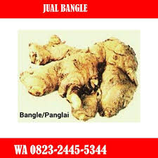 Hp Wa 0823 2445 5344 Harga Jual Produsen Bangle Di Jambi Herbalism Jambi Food