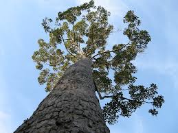 Image result for Dipterocarpaceae