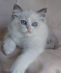 Give a pet a good home in manchester on gumtree. Ragdoll Kittens For Sale In Massachusetts Willow Tree Rags Ragdoll Kittens For Sale Ragdoll Kitten Ragdoll Cat