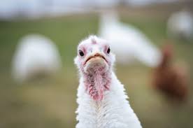 In some industries where quantities are mixed or too numerous to count, the weighted average method. Turkeys Farm Animals Farm Sanctuary