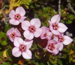 Image result for Penaeaceae