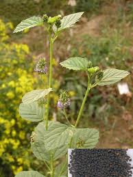 Image result for Psoralea glabra