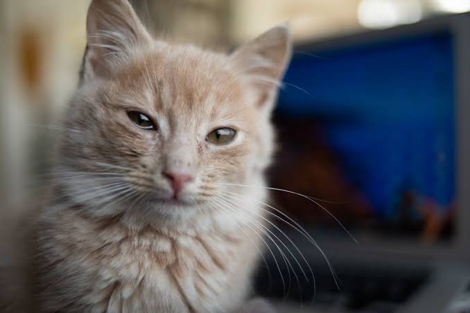 Why are my cat's eyes watering? - Vetster