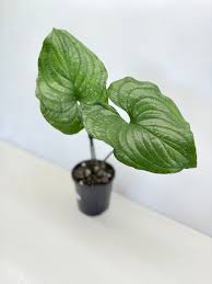 Image result for Cyanastrum