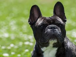 A positive leg withdrawal can mean the dog remembers having her nails cut. Life Expectancy For Dogs With Nasal Cancer Dog Discoveries