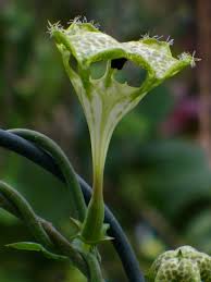Image result for Ceropegia burchelliana