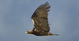 Resultado de imagem para aves chaparral