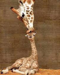 Baby Giraffe S First Kiss Tag Your Friends Photo By C Ron D Raine Giraffe Pictures Cute Animals Cute Baby Animals