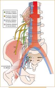 The human back, also called the dorsum, is the large posterior area of the human body, rising from the top of the buttocks to the back of the neck. Lumbar Nerves An Overview Sciencedirect Topics