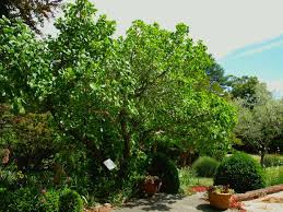 Image result for Greyia