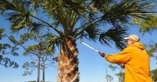Level 68 farmers may grow a palm tree by planting a palm tree sapling in a fruit tree patch. Should Seed Pods Be Removed From Palm Trees