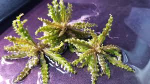 Image result for Pogostemon rogersii