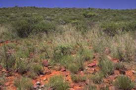 Image result for Plinthus karooicus