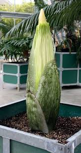 Corpse Flower Stink Lures Swarms Of Flies Humans Weird Plants Plants Rare Plants