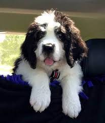 A saint berdoodle with standard poodle and saint bernard parents is a slightly smaller version of saint bernard. The Pros And Cons Of A True Saint Berdoodle