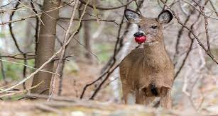 Deer are one of the most hunted animals in virginia, united states. Do Deer Eat Fruits Bananas Apple Berries Oranges Pears Watermelon