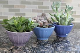 Succulent Care and Transplant Tips