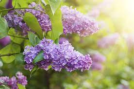 The Flowers Of Friendship By Daris Howard Meridian Magazine Ldsmag Com We Had Just Moved Into The House Flower Meanings Lilac Flowers Flower Backgrounds
