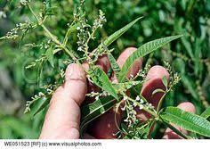 Cedron, lemon beebrush, lemon luisa and yerba louisa. 83 Best Lemon Verbena Ideas Lemon Verbena Verbena Lemon