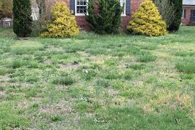 How to sanitize grass from parasites/virus use the scooper or shovel pick up all the dog droppings. Weeds Are Taking Over A Newly Seeded Patch Of Lawn Pennlive Com