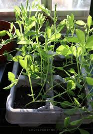 Depth & spacing to plant peas. 6 Easy Tips For Growing Sweet Peas Lovely Greens