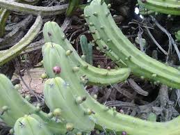 Variedades y cuidados de cada planta. Seis Tipos De Tunas Desde La Blanca Hasta El Garambullo