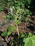 Image result for Cleome schimperi